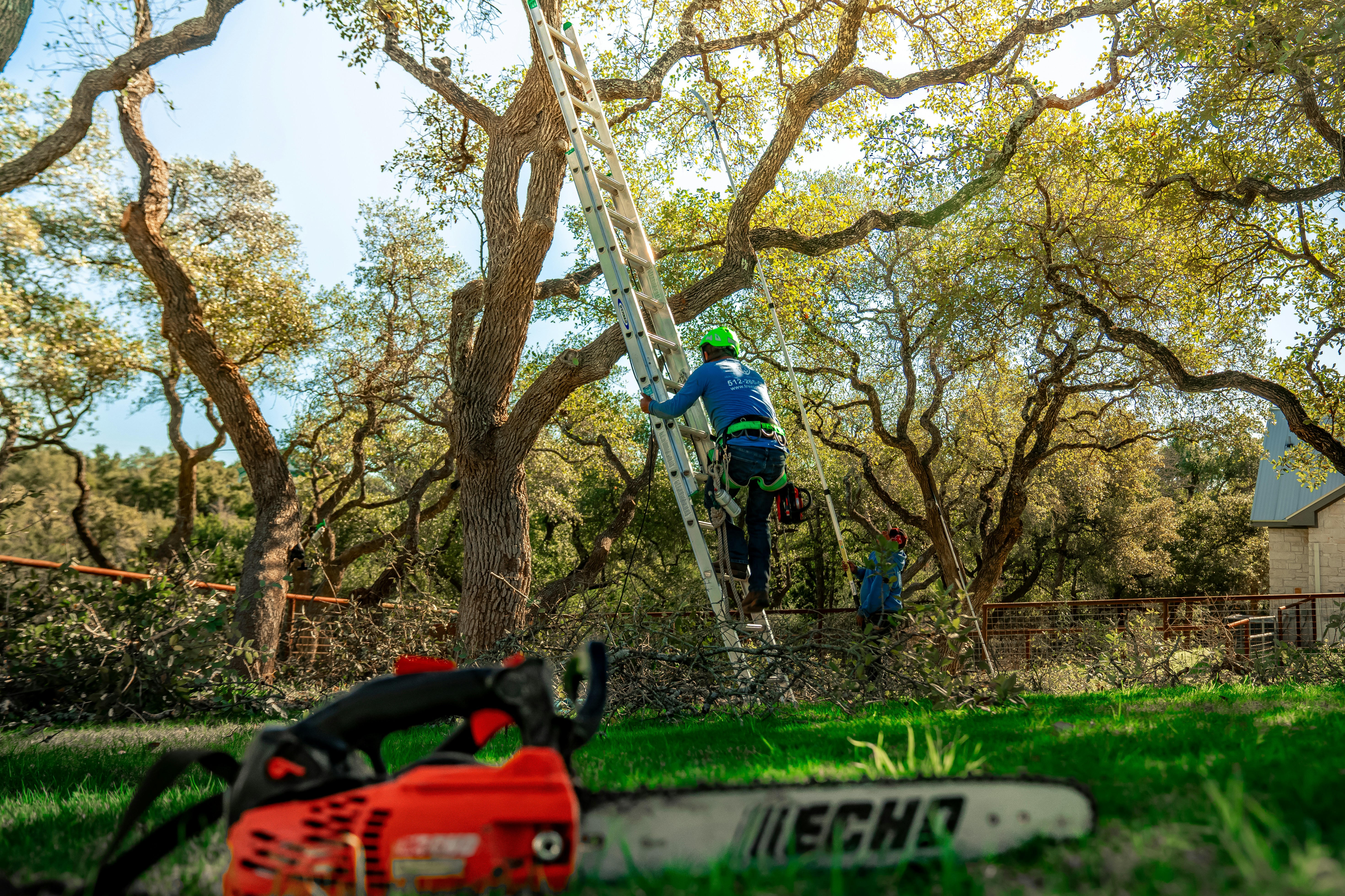 Tree cabling and bracing service