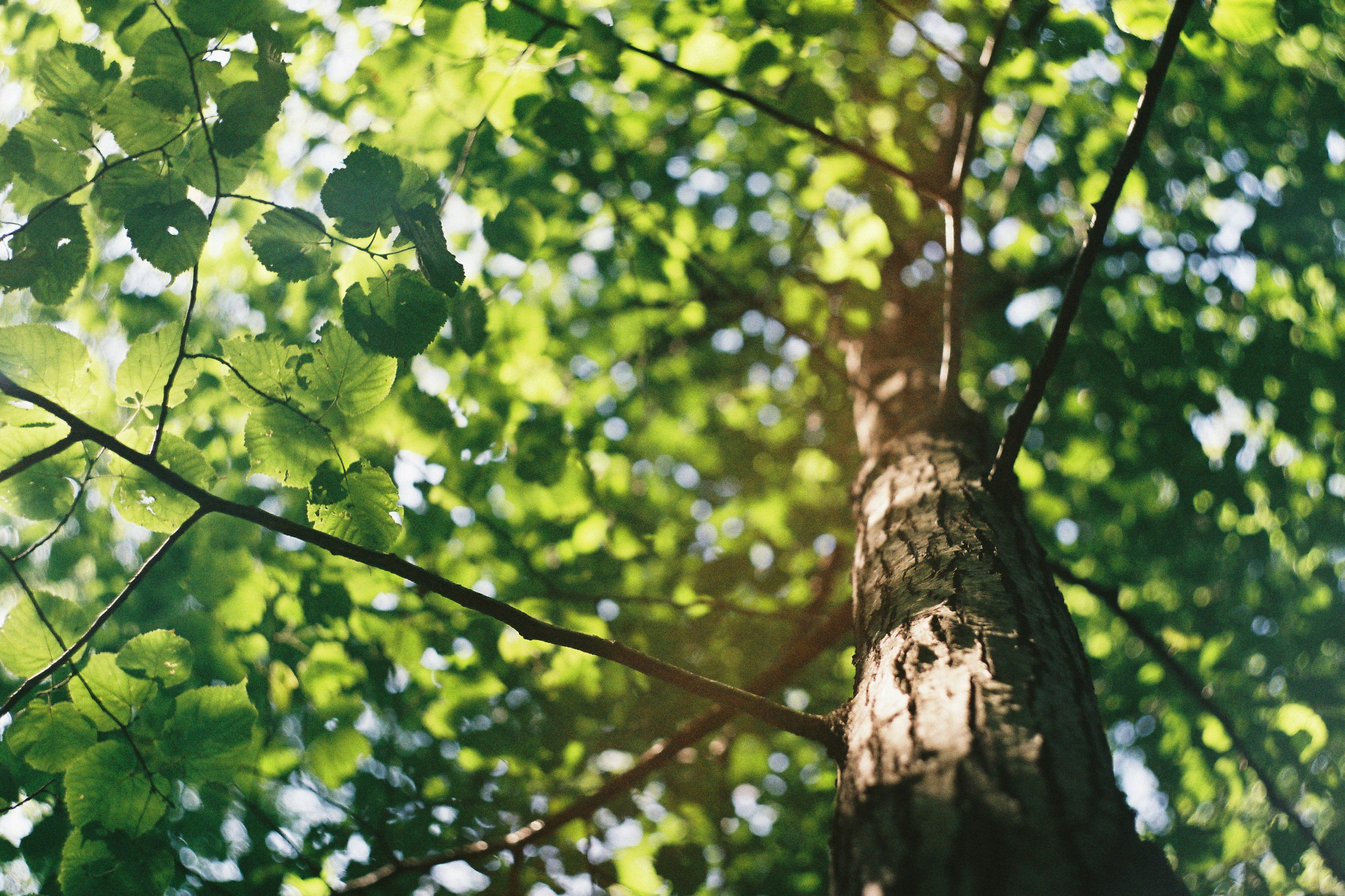 Disease diagnosis and treatment for trees