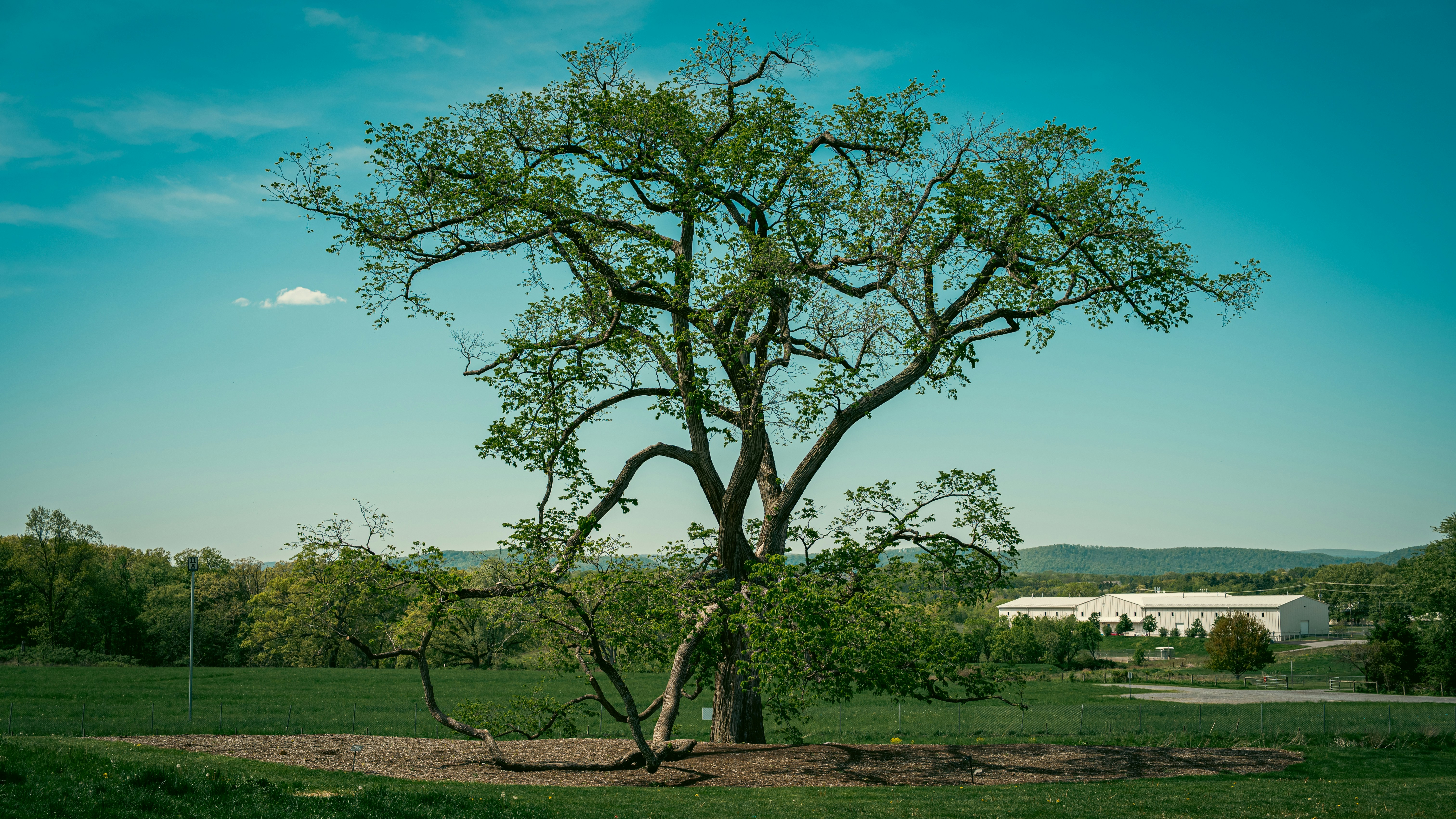 Emerald Ash Borer treatment