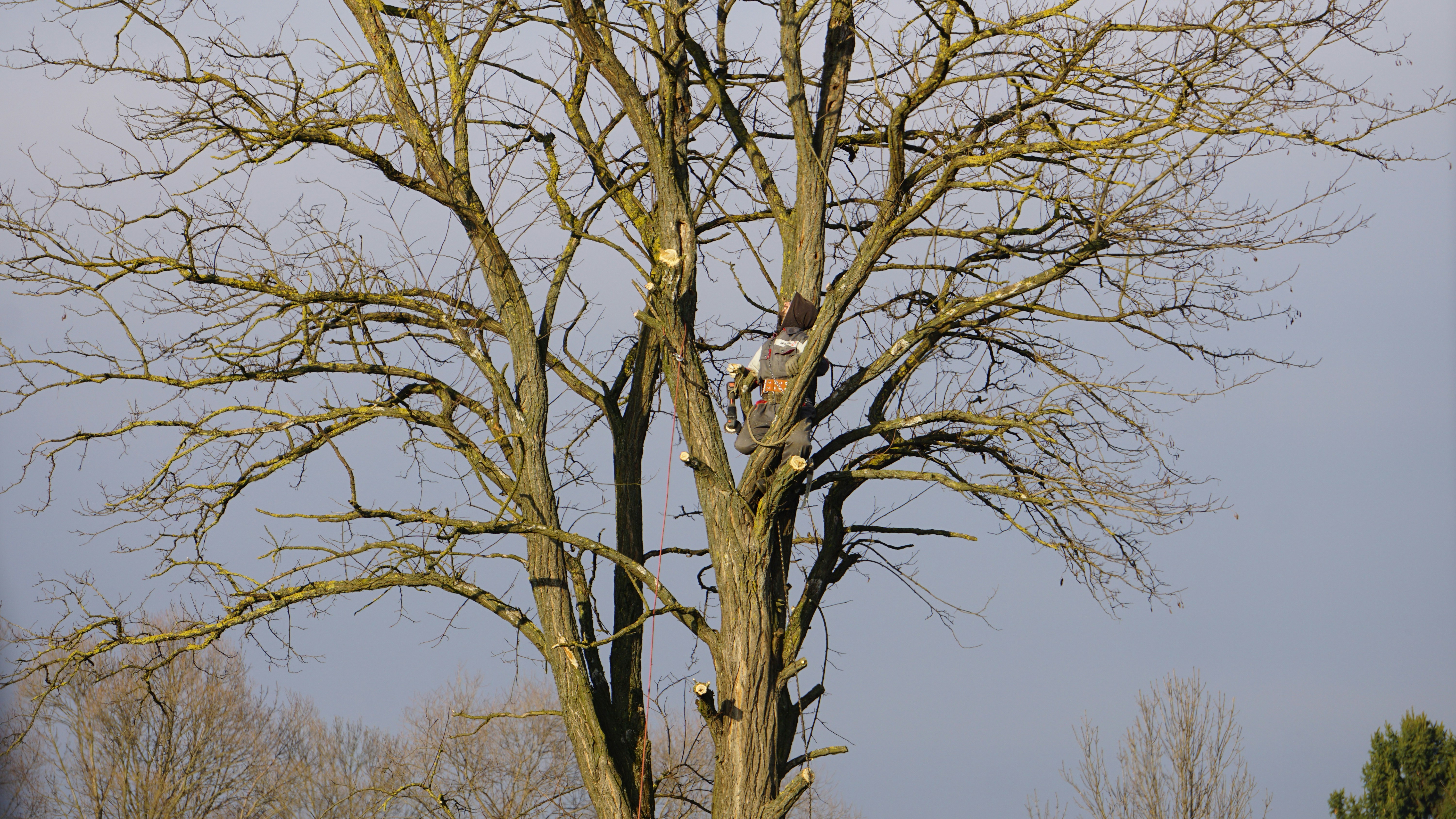 Professional tree pruning work by Craig's certified arborists