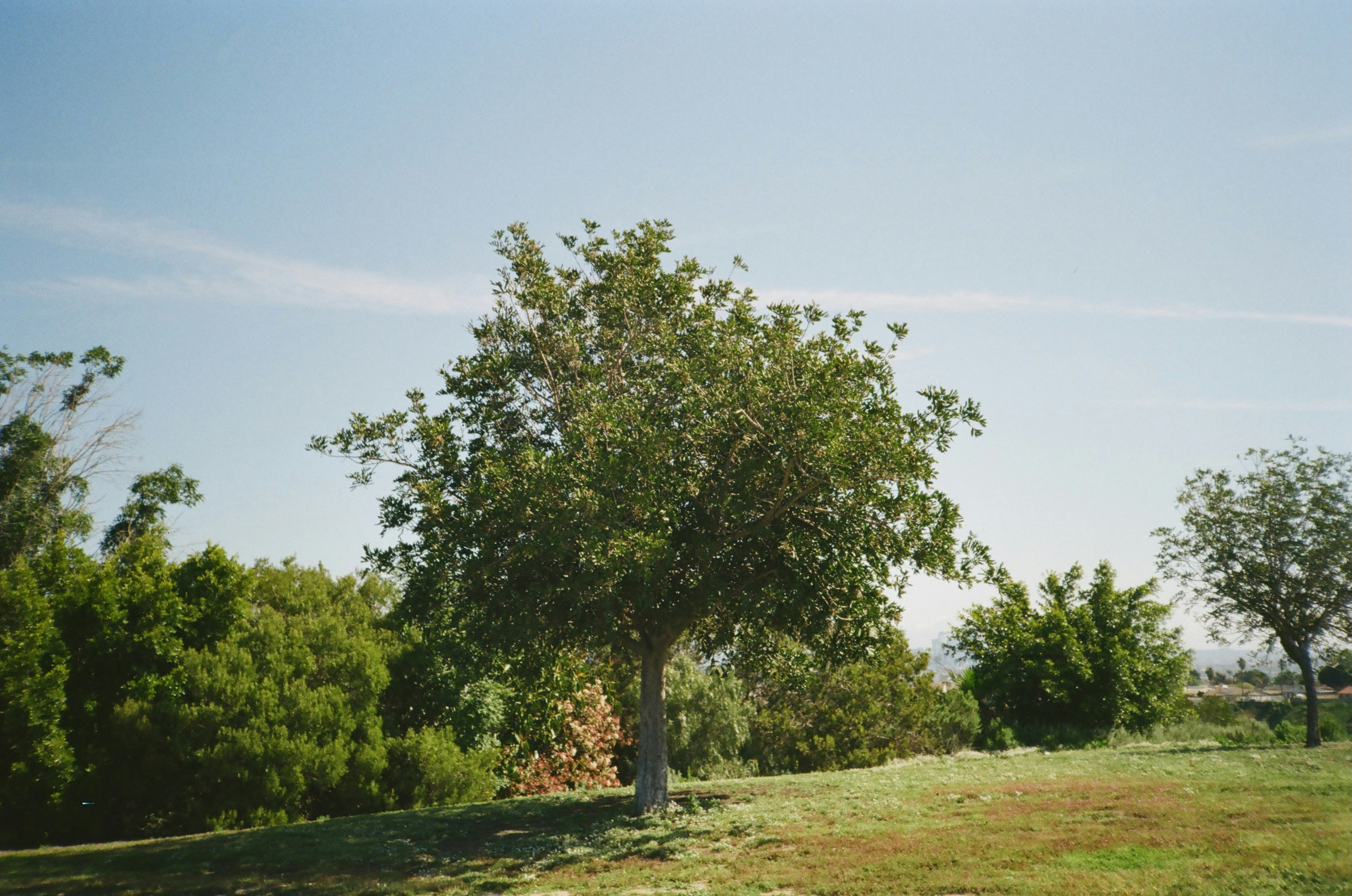 Stump grinding and removal service