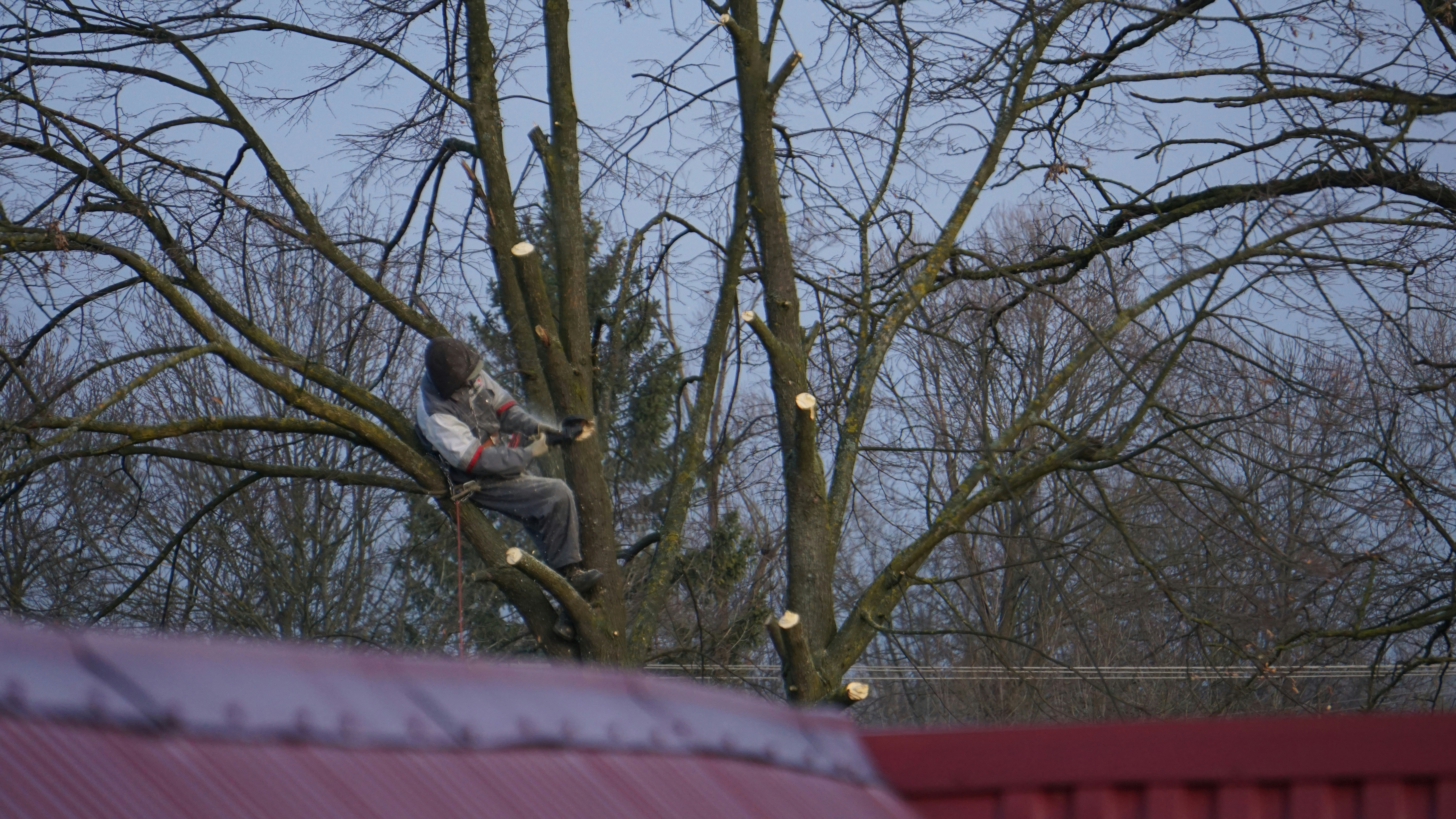 Tree consultations and assessments