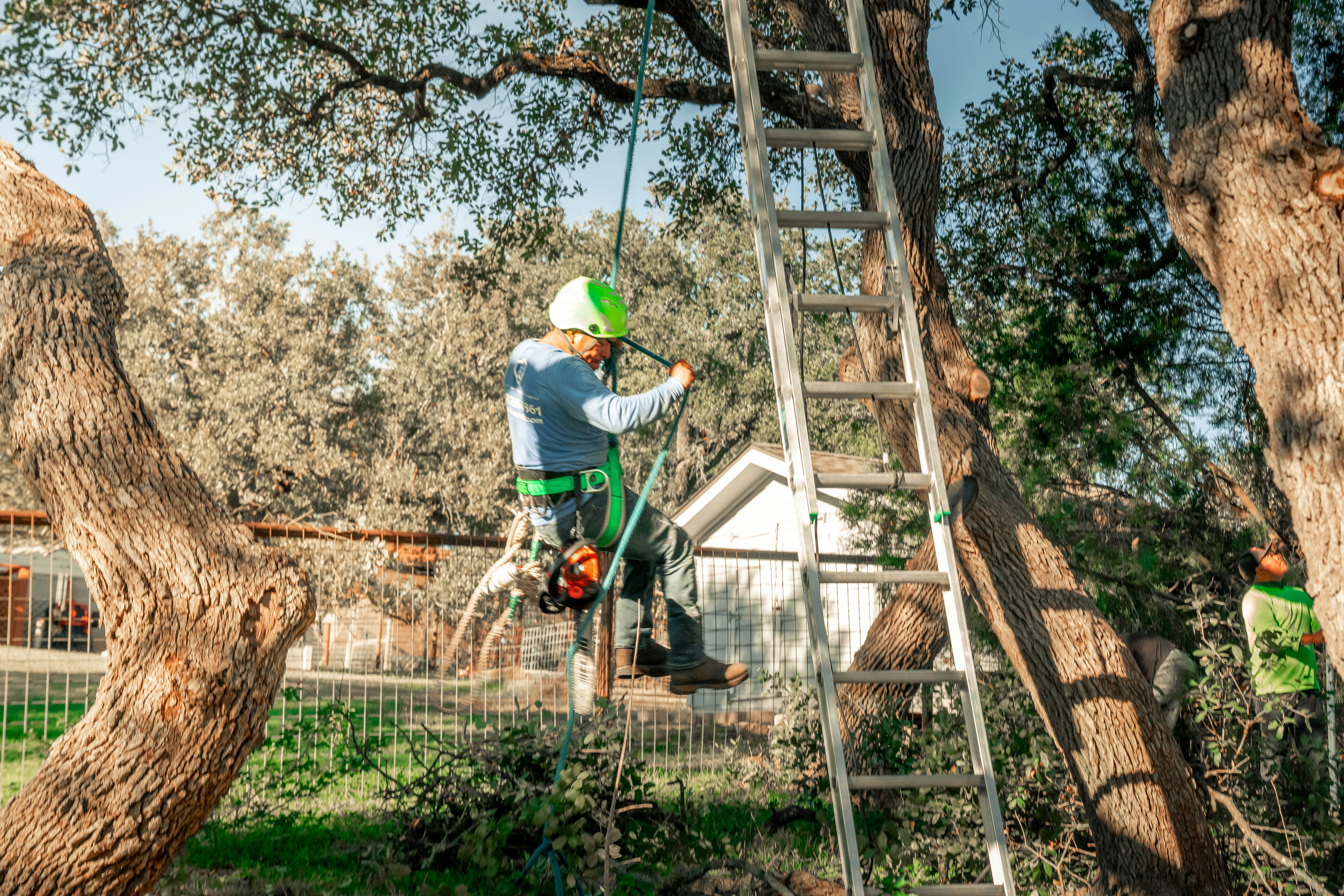 Tree pruning by Craig's certified arborists